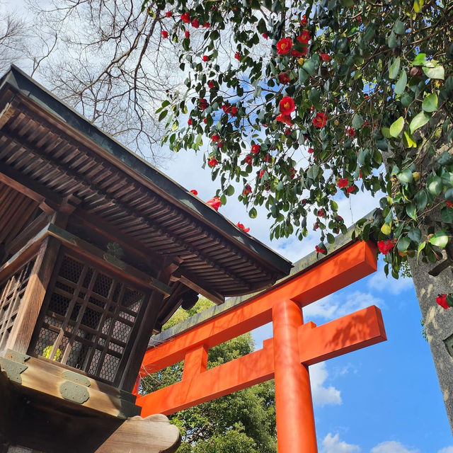 京都最美的賞櫻聖地🌸—平野神社⛩️