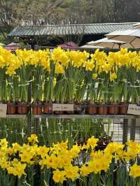 수선화를 볼 수 있는 유기방가옥 🌼