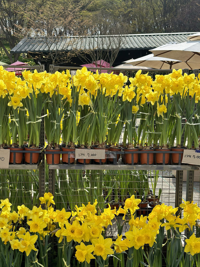 수선화를 볼 수 있는 유기방가옥 🌼