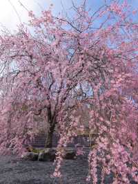 【栃木】圧巻の枝垂れ桜