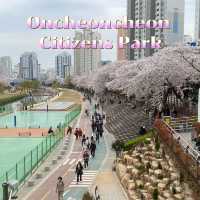 Oncheoncheon Citizens Park จุดชมซากุระสวยในปูซาน