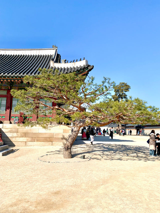 멋있는 야간개장까지! 경복궁산책하기🧡