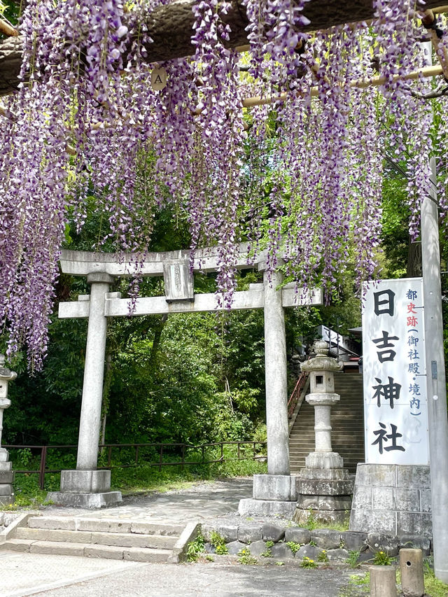 【拝島のフジ/東京都】推定樹齢約800年の巨木