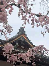 【春旅】桜香る有馬をお散歩♪