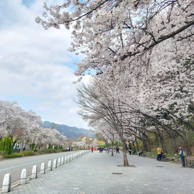 Cherry Blossom Festival 2024 @ Seoul Grand Park