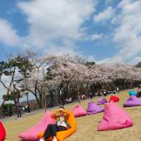 Cherry Blossom Festival 2024 @ Seoul Grand Park