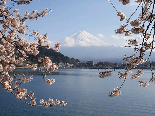 Cherry Blossom best spot at Lake Kawaguchiko