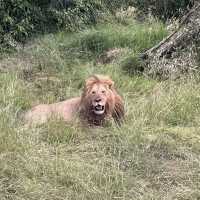 The incredible wild life of Masai Mara 