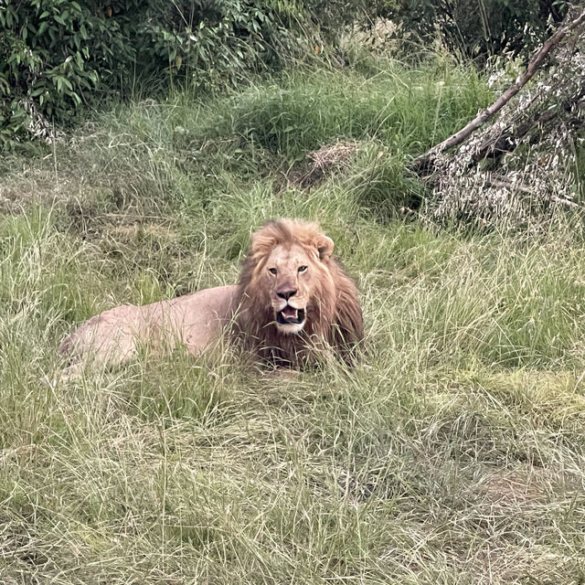 The incredible wild life of Masai Mara 