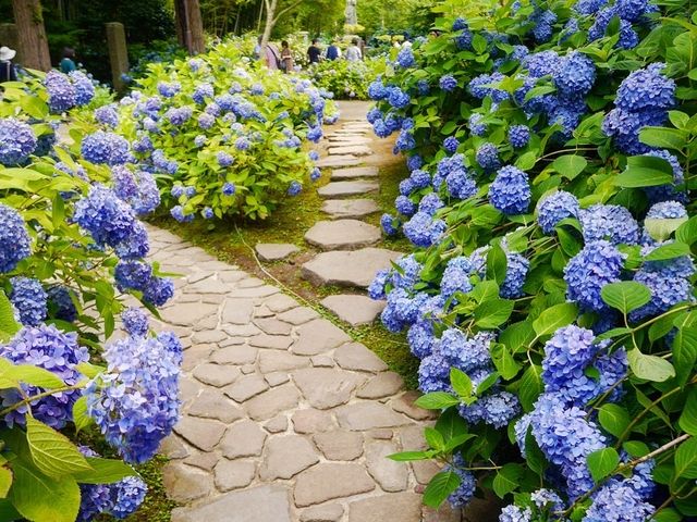 秋田北浦雲昌寺繡球花