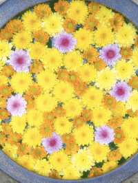 【愛知】ここも無料⁉️そして穴場‼️複数の綺麗な花手水が出迎えてくれるスポット✨