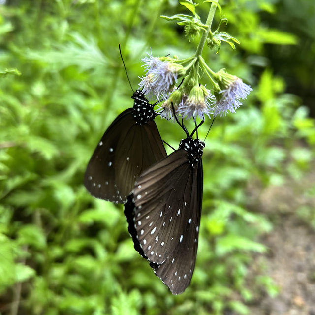 金融中心鬧市中的綠洲 - 香港公園