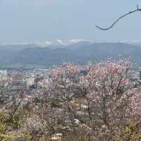 Sendai Sakura 3-7 Apr 2024