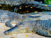 A must-visit for wildlife enthusiasts and families🇲🇾