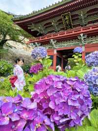 〜茨城県〜7/7まで！絶景すぎるあじさい池✨