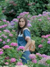 จุดชมดอกไฮเดรนเยียฟุกุโอกะหน้าร้อน