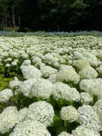 日本最大級の紫陽花の海原を見に行こう🥰💠🤍みちのくあじさい園