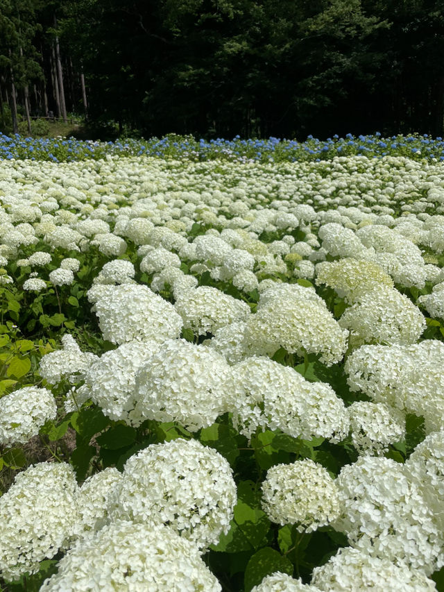 日本最大級の紫陽花の海原を見に行こう🥰💠🤍みちのくあじさい園