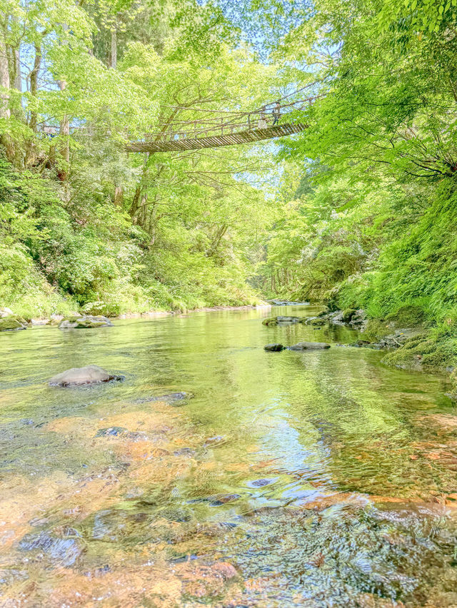 【福井県】福井のかずら橋で自然を満喫！🌿