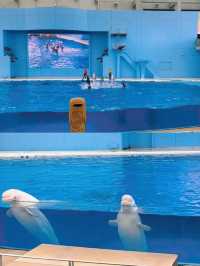 暑い夏は水族館で涼みませんか？まる1日楽しめる八景島シーパラダイス🐠🦭🫧【神奈川県】
