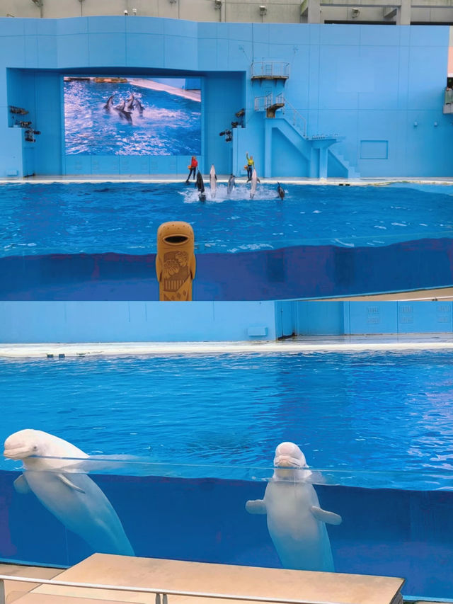 暑い夏は水族館で涼みませんか？まる1日楽しめる八景島シーパラダイス🐠🦭🫧【神奈川県】