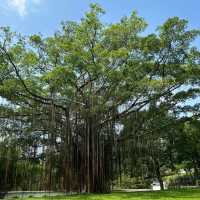 湖南省植物園：綠意盎然