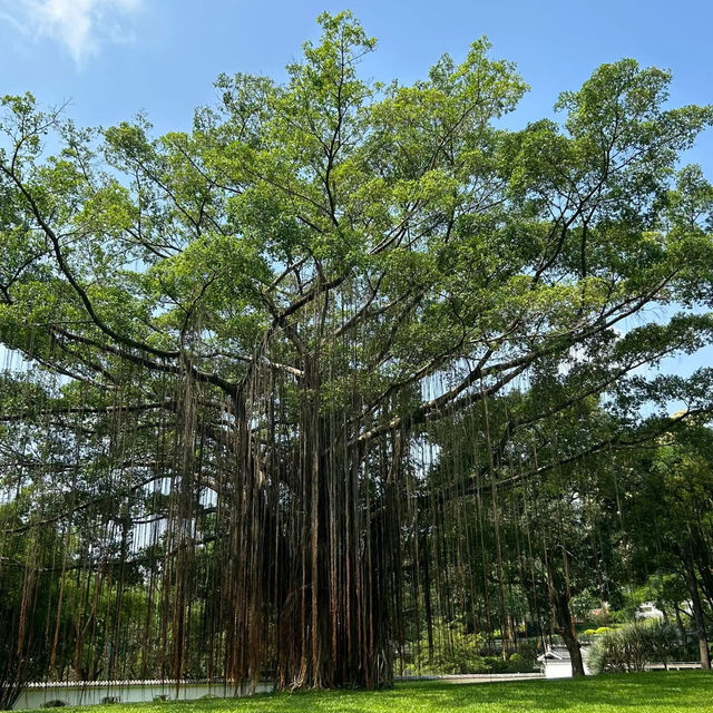 湖南省植物園：綠意盎然
