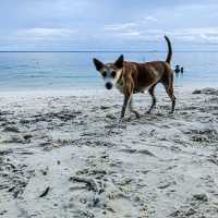 White sand beach in Siquijor!