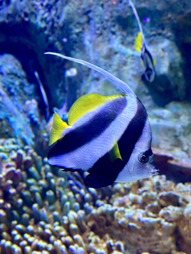 One of the largest aquariums in Vietnam 🇻🇳 