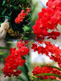 Year-Round Orchid Splendor: Discover Kuching's Orchid Park, a Blooming Paradise