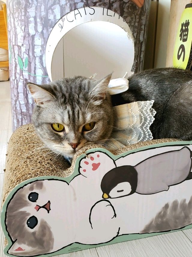 Cat Tea Room 貓之茶房🐱☕️ 尖沙咀分店