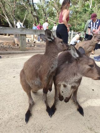 ⌗⋆ 澳洲費瑟戴爾雪梨野生動物園