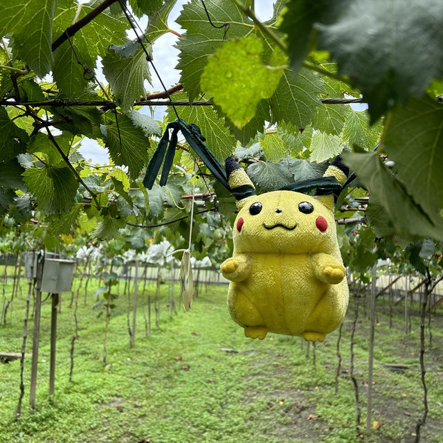 柳哥開心果園 採葡半日遊