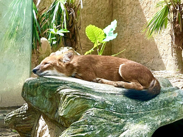 廣州動物園～好多動物睇丫