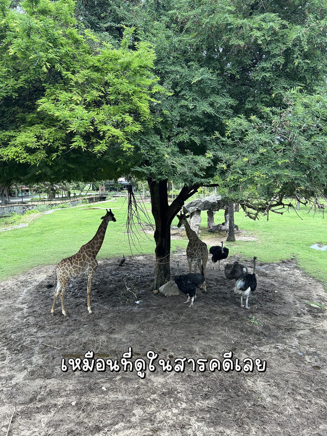 พาไปเที่ยว….สวนสัตว์เขาเขียว✅