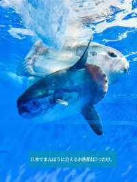 【 茨城 大洗 】サメの飼育種類数日本一の水族館で海中探検🦈
