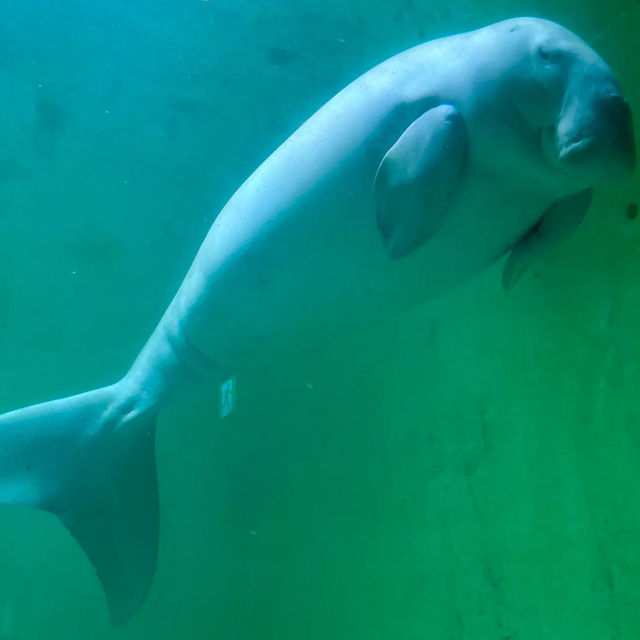 ～下關市立水族館～美麗海洋世界～