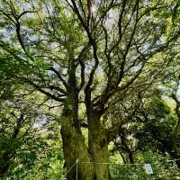 Bijarim Forest
