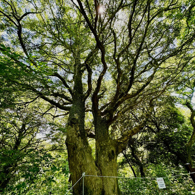 Bijarim Forest