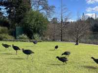Royal Botanic Gardens Victoria - Melbourne Gardens