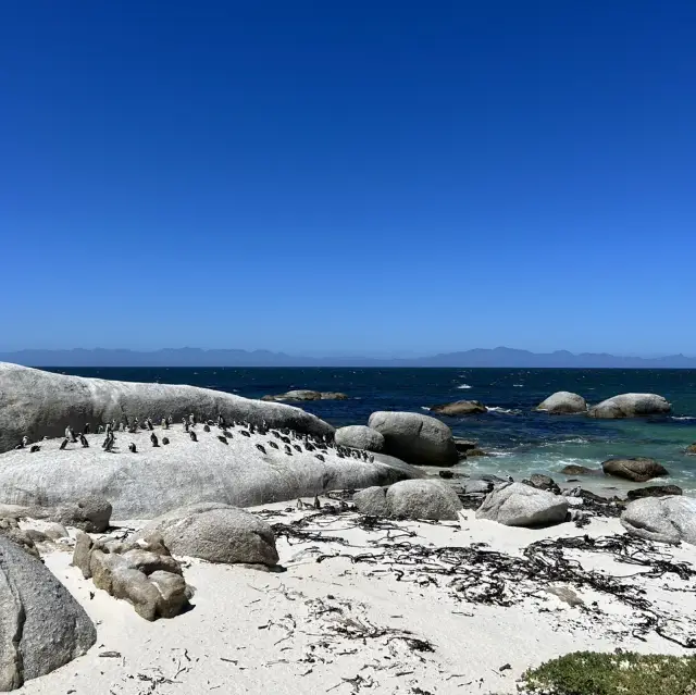 Penguin Paradise: Discover Boulders Beach