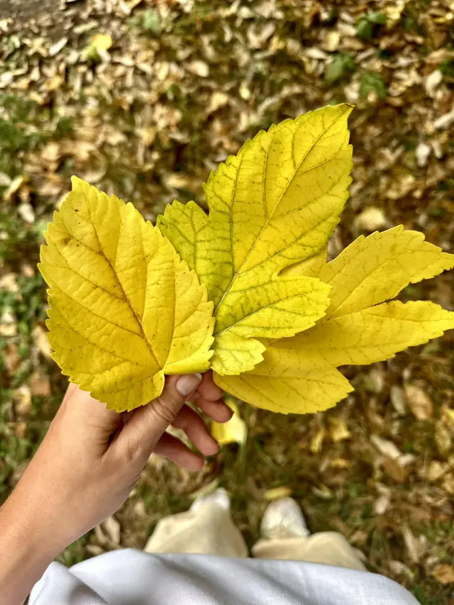 京都植物園的秋色🍁