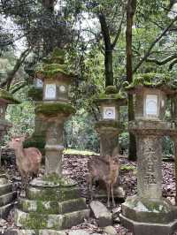 【奈良県】春日大社の神の使い「奈良の鹿」を愛でる