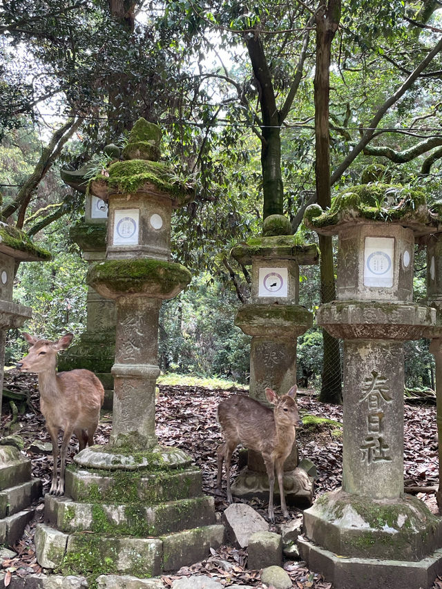 【奈良県】春日大社の神の使い「奈良の鹿」を愛でる