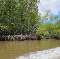 A wander to nature, Mangrove River at Kilim Geoforest Park