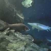 Underwater World Pattaya 