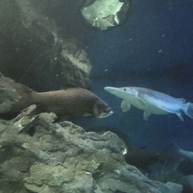Underwater World Pattaya 