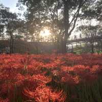 ✨まるで天国✨埼玉のユートピア、曼珠沙華の里、巾着田