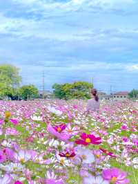 一面に広がるコスモス畑🌼