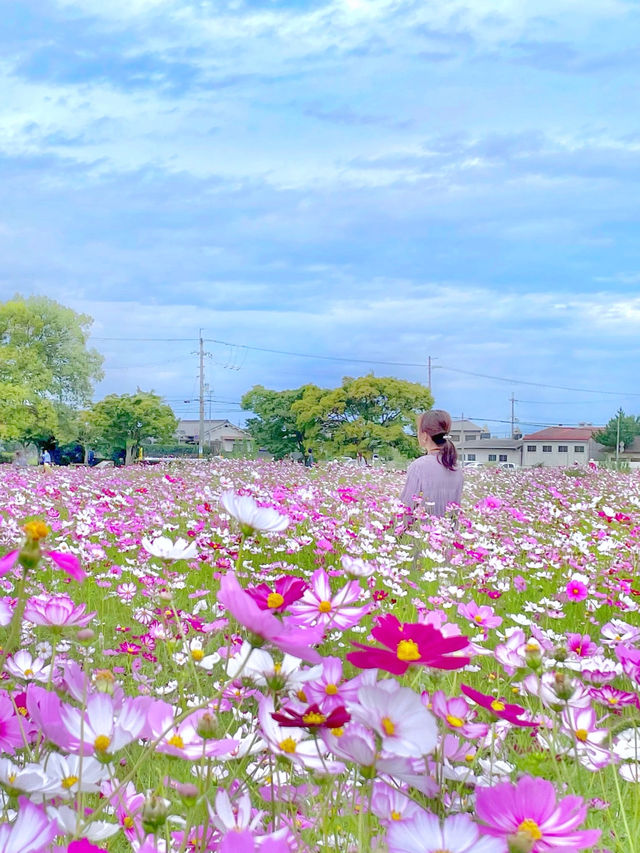 一面に広がるコスモス畑🌼